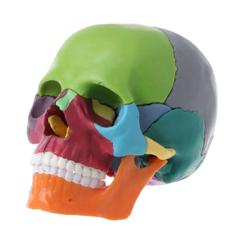 15 шт./компл., 4D цветная анатомическая модель Черепа, съемная медицинская обучающая Изображение 0