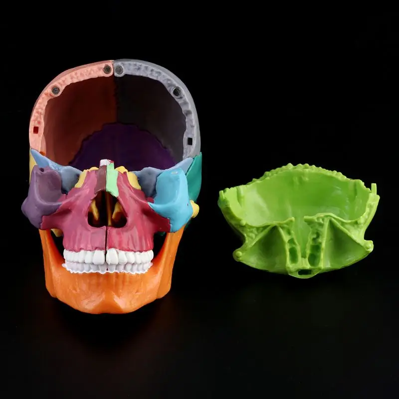 15 шт./компл., 4D цветная анатомическая модель Черепа, съемная медицинская обучающая Изображение 2