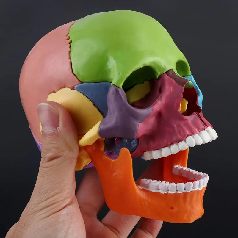 15 шт./компл., 4D цветная анатомическая модель Черепа, съемная медицинская обучающая Изображение 3