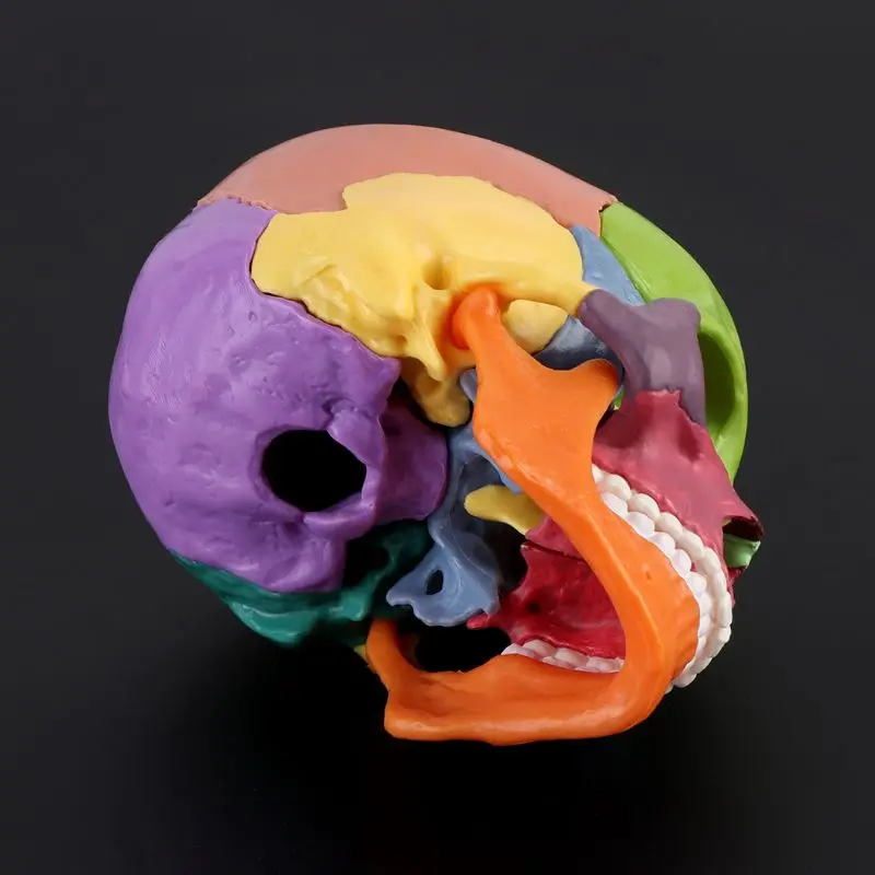15 шт./компл., 4D цветная анатомическая модель Черепа, съемная медицинская обучающая Изображение 4