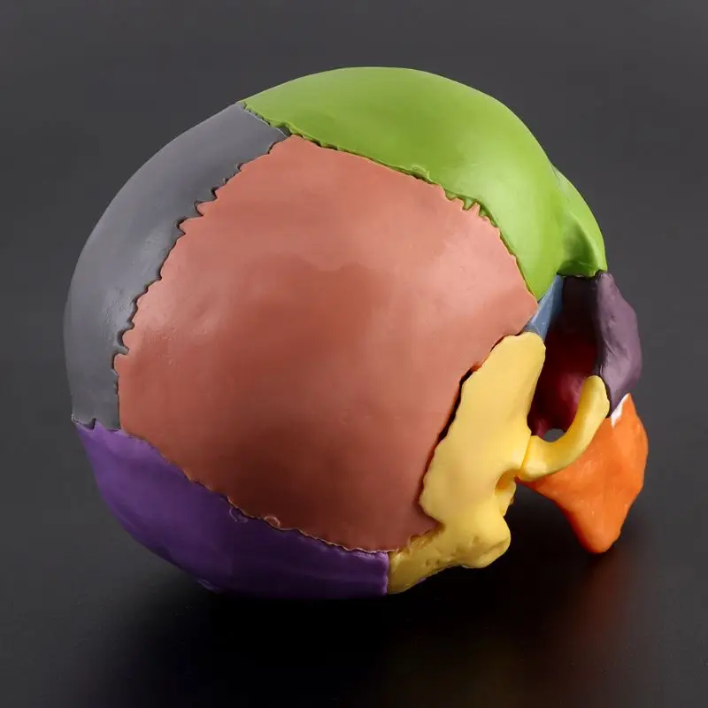 15 шт./компл., 4D цветная анатомическая модель Черепа, съемная медицинская обучающая Изображение 5
